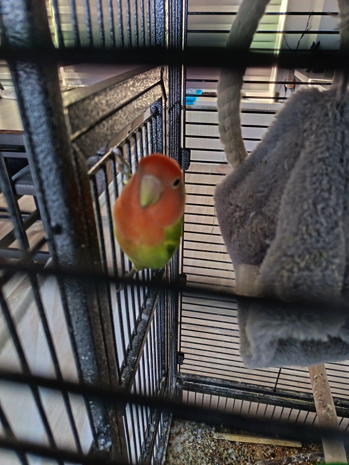 2 agapornissen, Dieren en Toebehoren, Vogels | Parkieten en Papegaaien, Meerdere dieren, Dwergpapegaai of Agapornis, Geringd