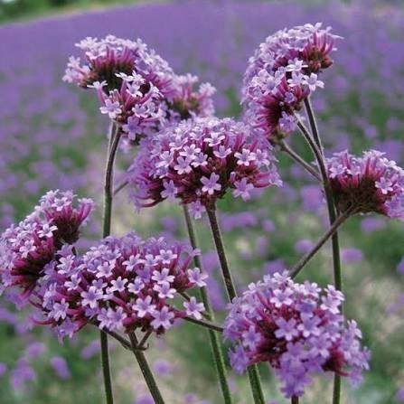 Vaste planten: verbena bonariensis stekjes uit de tuin, Tuin en Terras, Planten | Tuinplanten, Ophalen, Zomer, Overige soorten