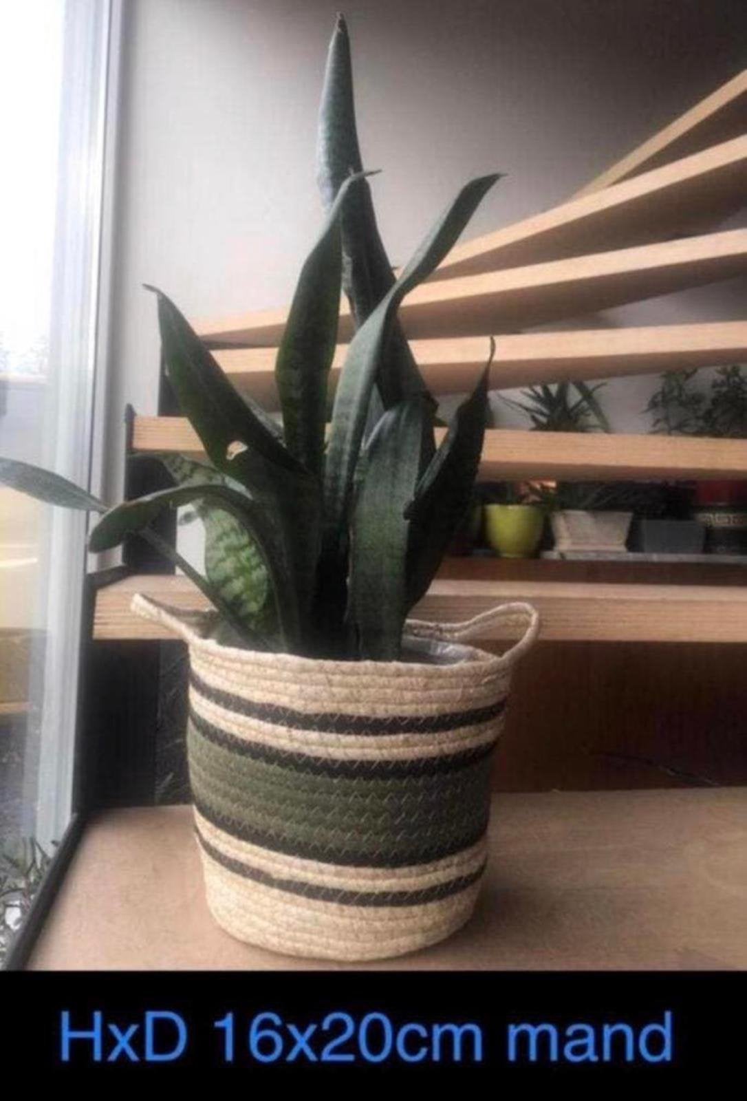Rieten mand bloempot 16/20cm groen, Overige materialen, Rond, Ophalen of Verzenden, Zo goed als nieuw