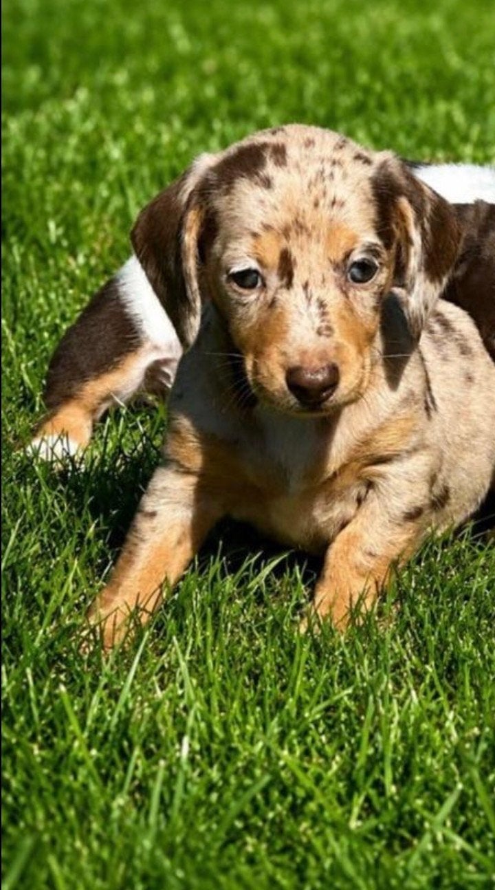 Teckel pup teefje, Kaninchen, CDV (hondenziekte), 8 tot 15 weken, Korthaar