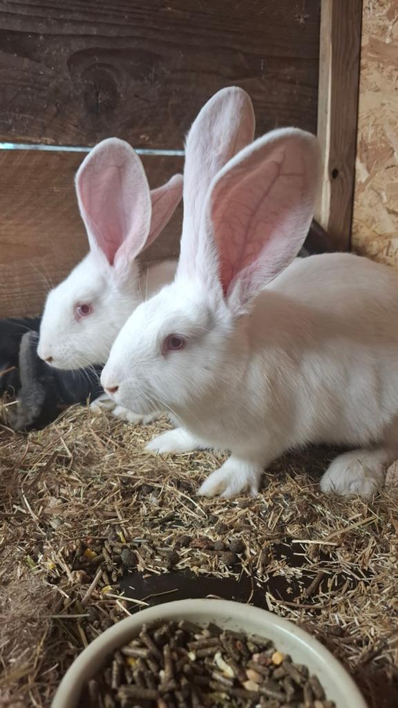 Duitse reus, Dieren en Toebehoren, Konijnen, Vrouwelijk, Groot