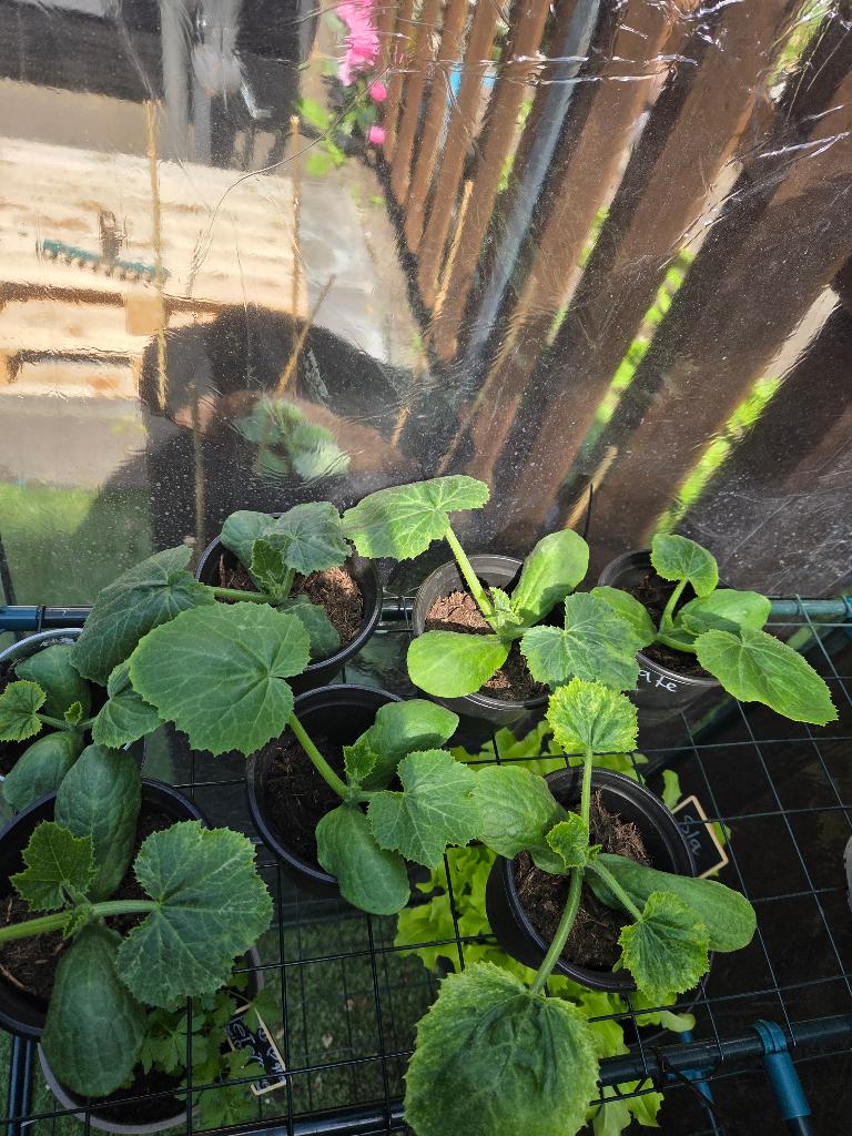 Courgate  stekjes, Tuin en Terras, Ophalen of Verzenden, Overige soorten, Volle zon