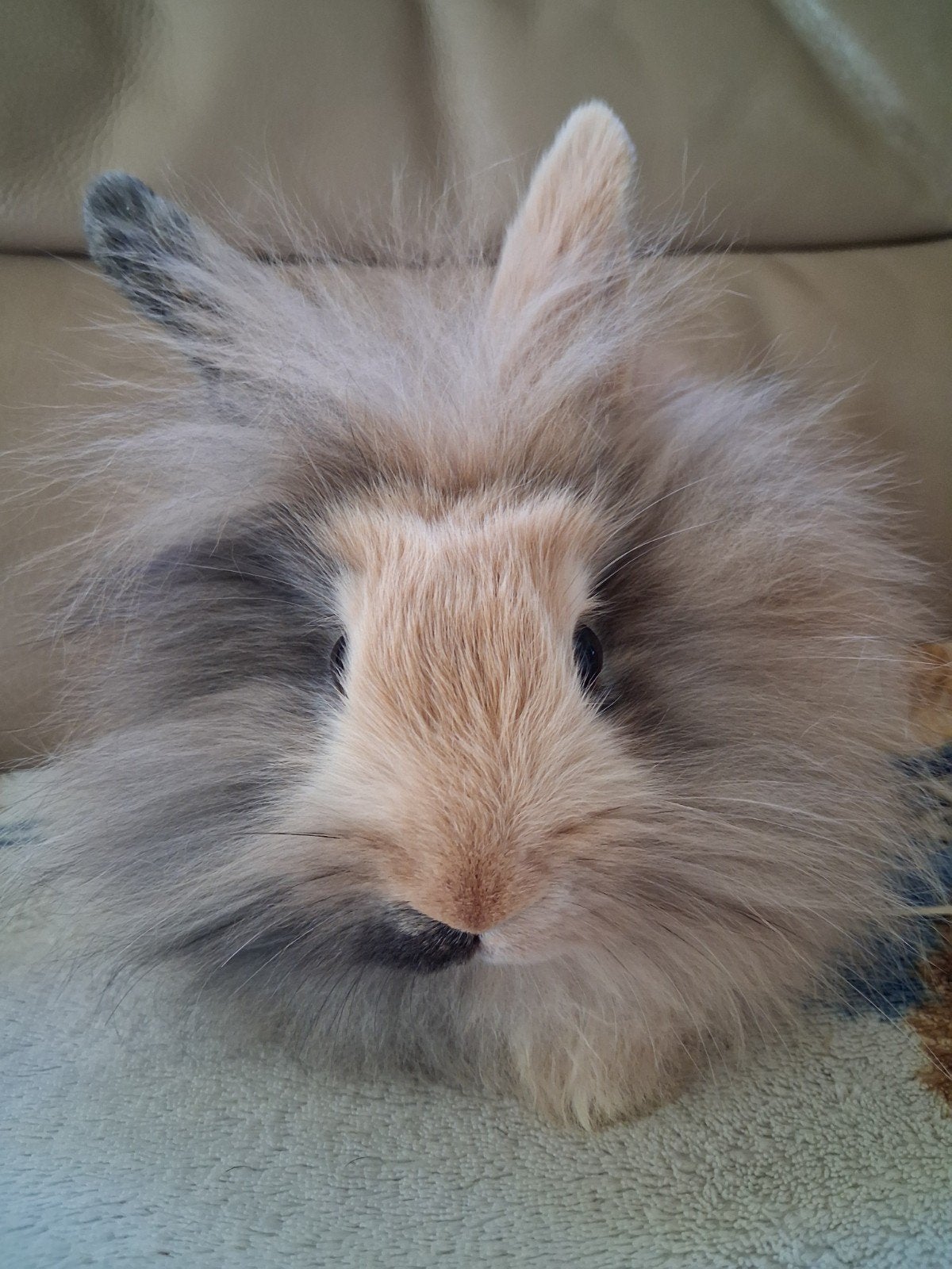 Leeuwenkop x teddy, Dieren en Toebehoren, Konijnen, Mannelijk, Dwerg