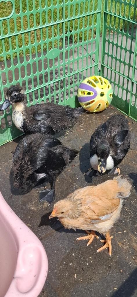 3 jonge eendjes kwakertjes, Dieren en Toebehoren, Pluimvee, Meerdere dieren, Eend