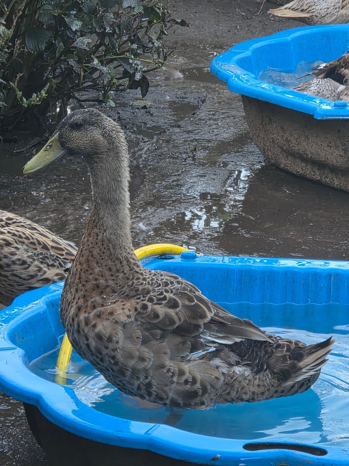 Indische loopeenden, Dieren en Toebehoren, Mannelijk, Eend