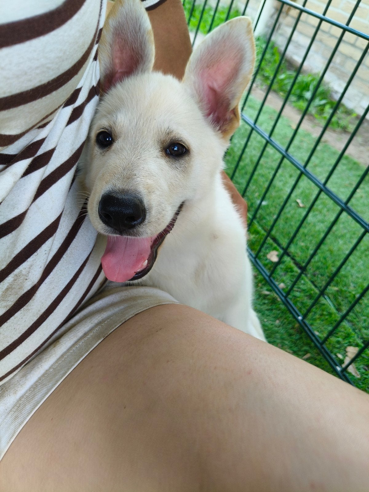 Super aanhankelijke Shepsky pup, Reu, 8 tot 15 weken, Eén hond, Nederland