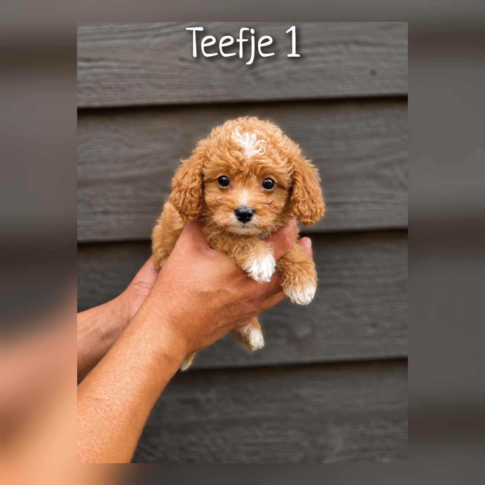 Prachtige Cavapoo pups beschikbaar, Parvo, Nederland, Overige rassen, 8 tot 15 weken