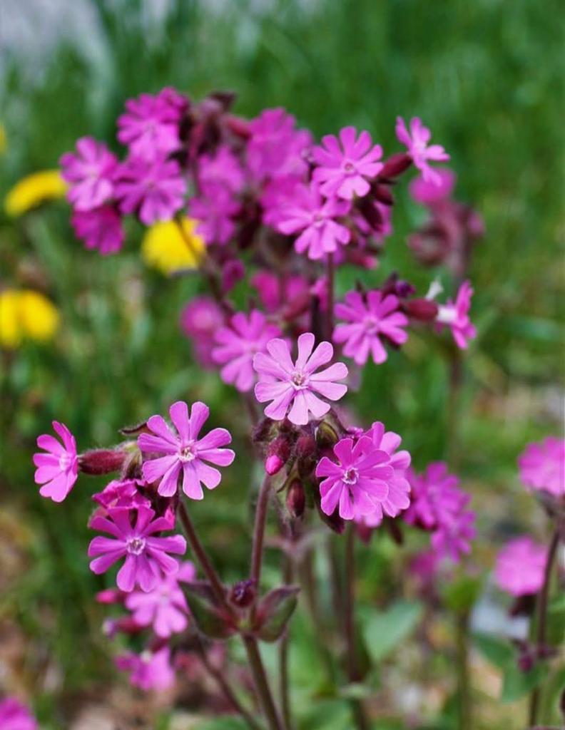 Koekoeksbloem, Ophalen of Verzenden, Zomer, Vaste plant, Volle zon
