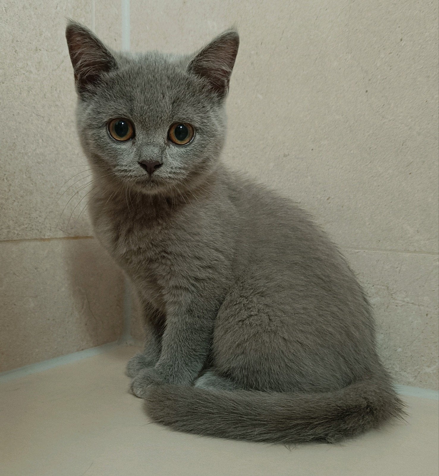 Mooie Britse korthaar kitten, poesje, 2x geënt 2x gecheckt, Poes, Ontwormd, 0 tot 2 jaar