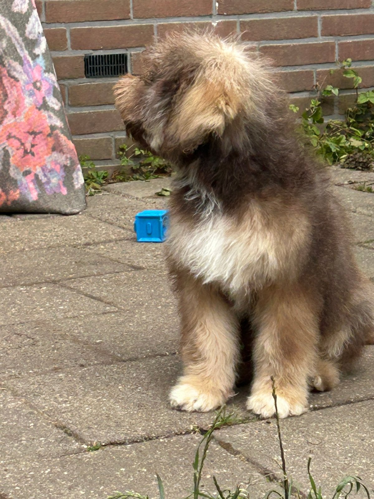 Laatste Lagotto Romagnolo pup beschikbaar, Overige rassen, 8 tot 15 weken, Parvo, Meerdere