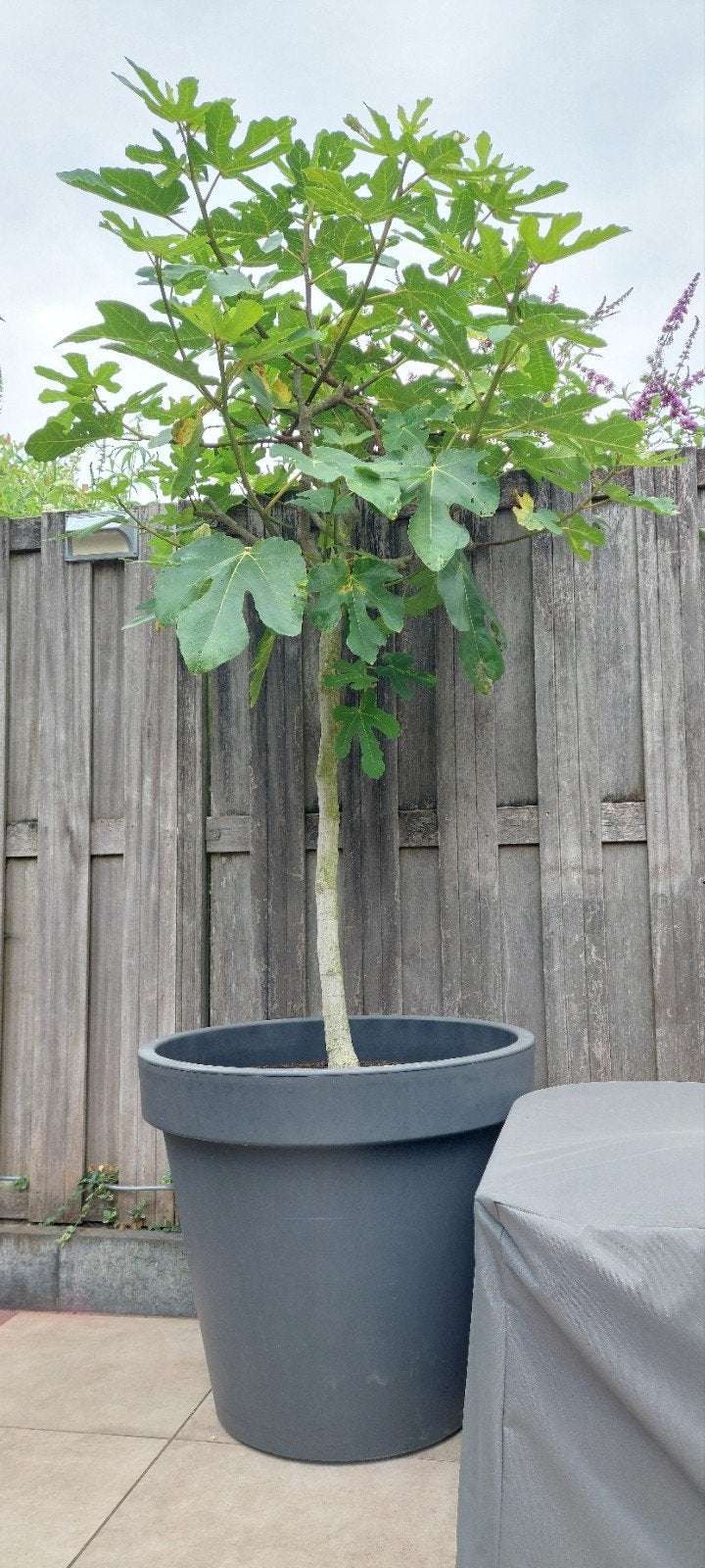 Vijg Ficus Carica op stam, Bloeit niet, 100 tot 250 cm, Palmboom, Ophalen