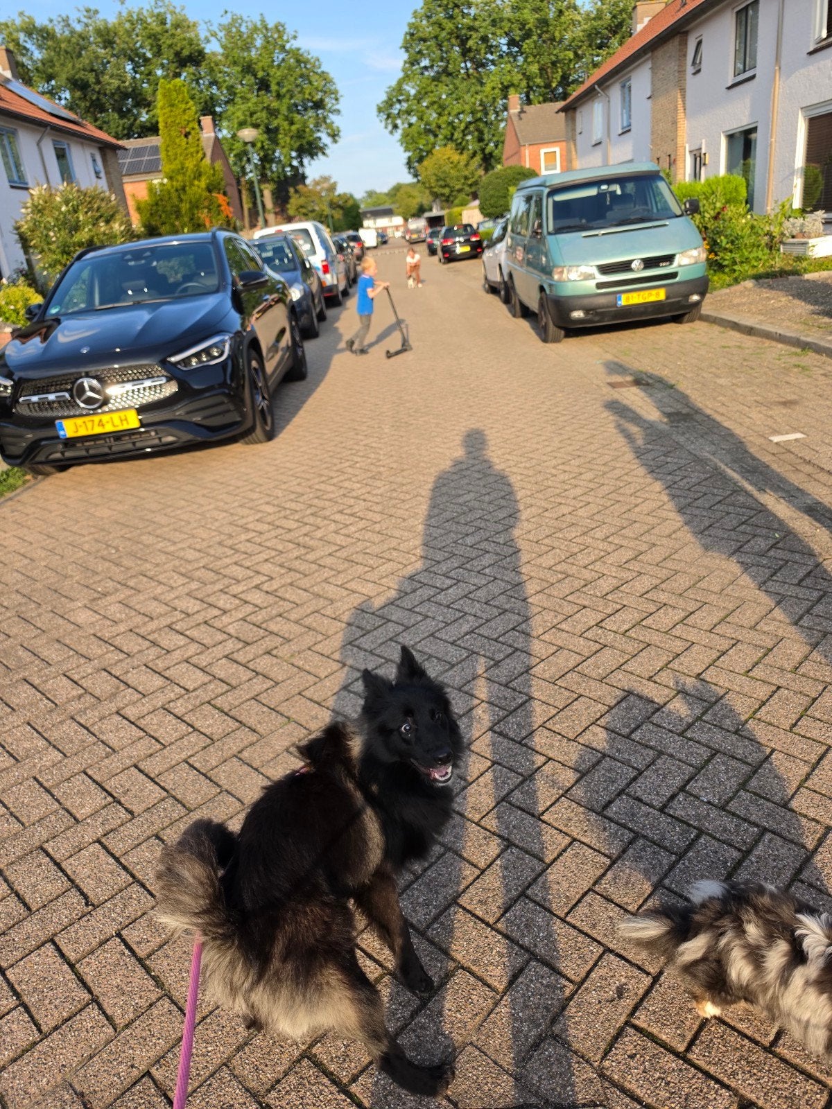 pup 9 maanden, 15 weken tot 1 jaar, Overige rassen, Teef, Eén hond
