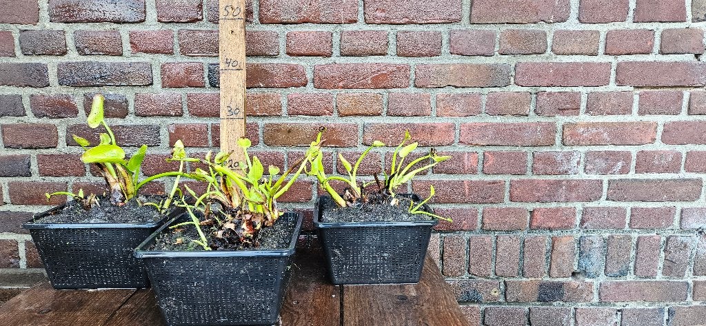 Pontederia cordata moeras hyacint vijverplant moeras, Ophalen, Nieuw, Overige typen