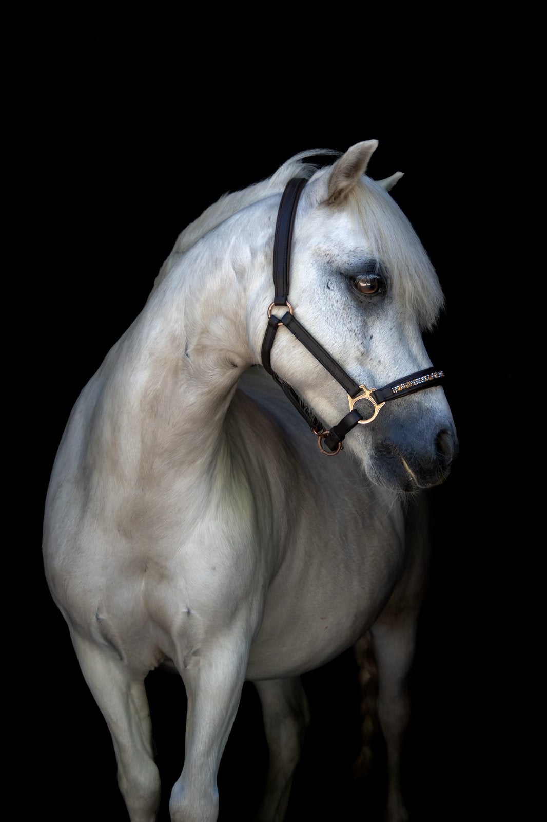 Fotograaf | fotoshoot | paardenfotografie, Ophalen, Nieuw