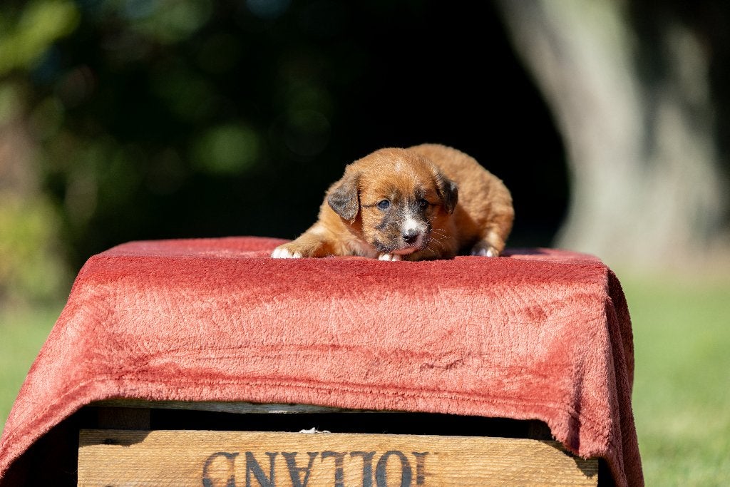 Gesocialiseerde Toller pups!, CDV (hondenziekte), 8 tot 15 weken, Meerdere, Nederland