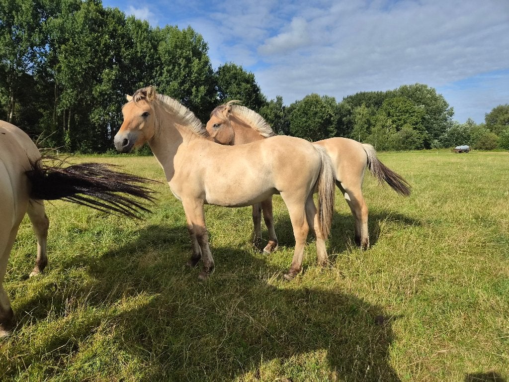 Fjordenpaarden, merries en ruin, Dieren en Toebehoren, Paarden, Minder dan 160 cm, Met stamboom, 0 tot 2 jaar, Onbeleerd