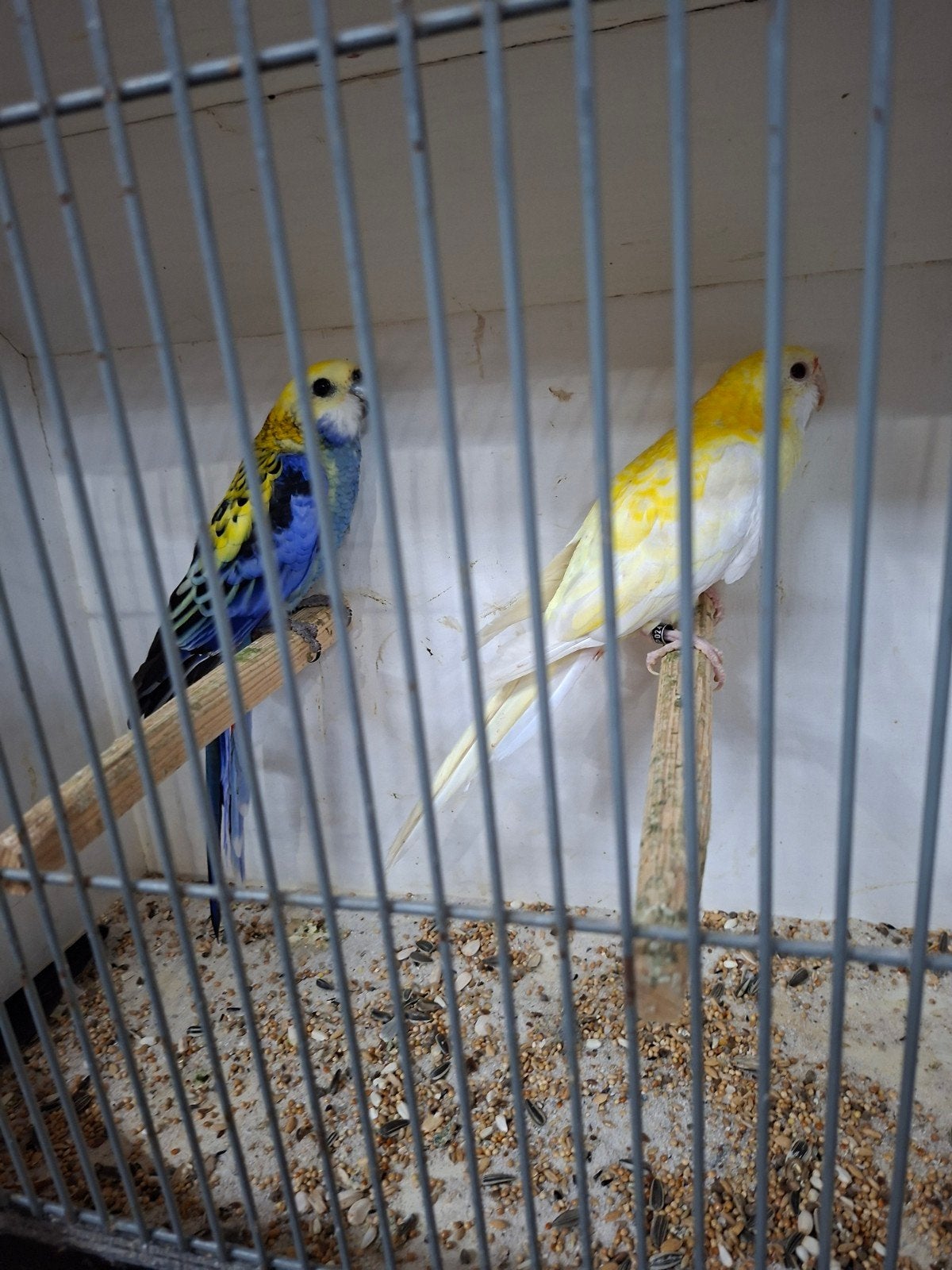 koppel bleekkop, Dieren en Toebehoren