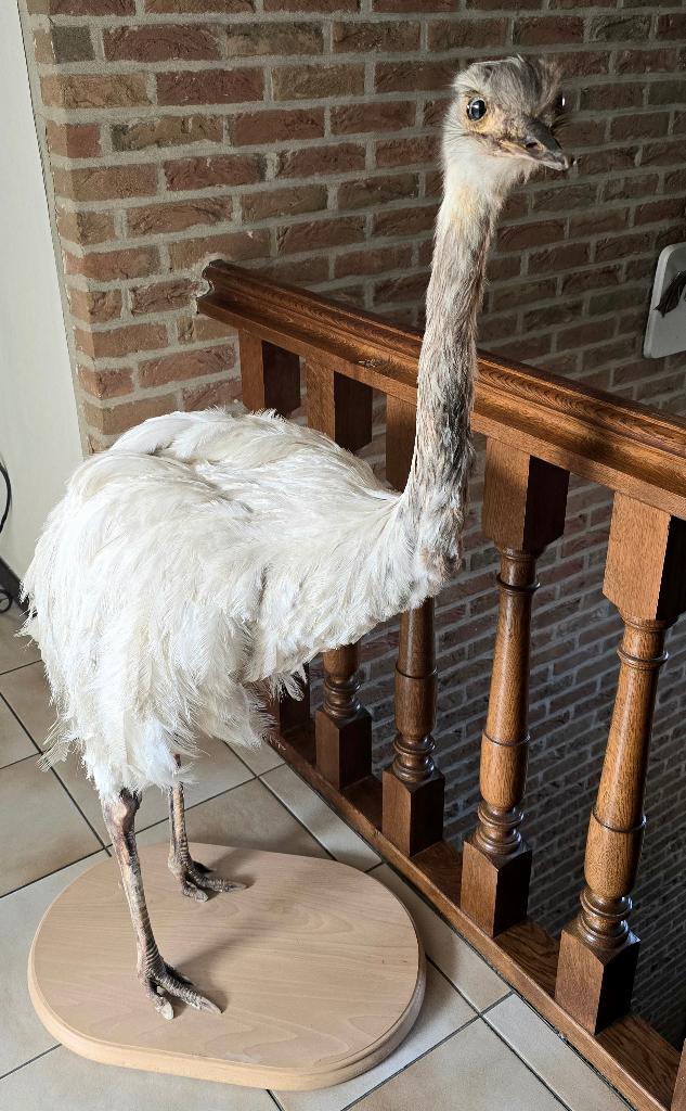 opgezette dieren en vogels: pauwen, kanarie, ....., Ophalen of Verzenden, Nieuw, Vogel, Opgezet dier
