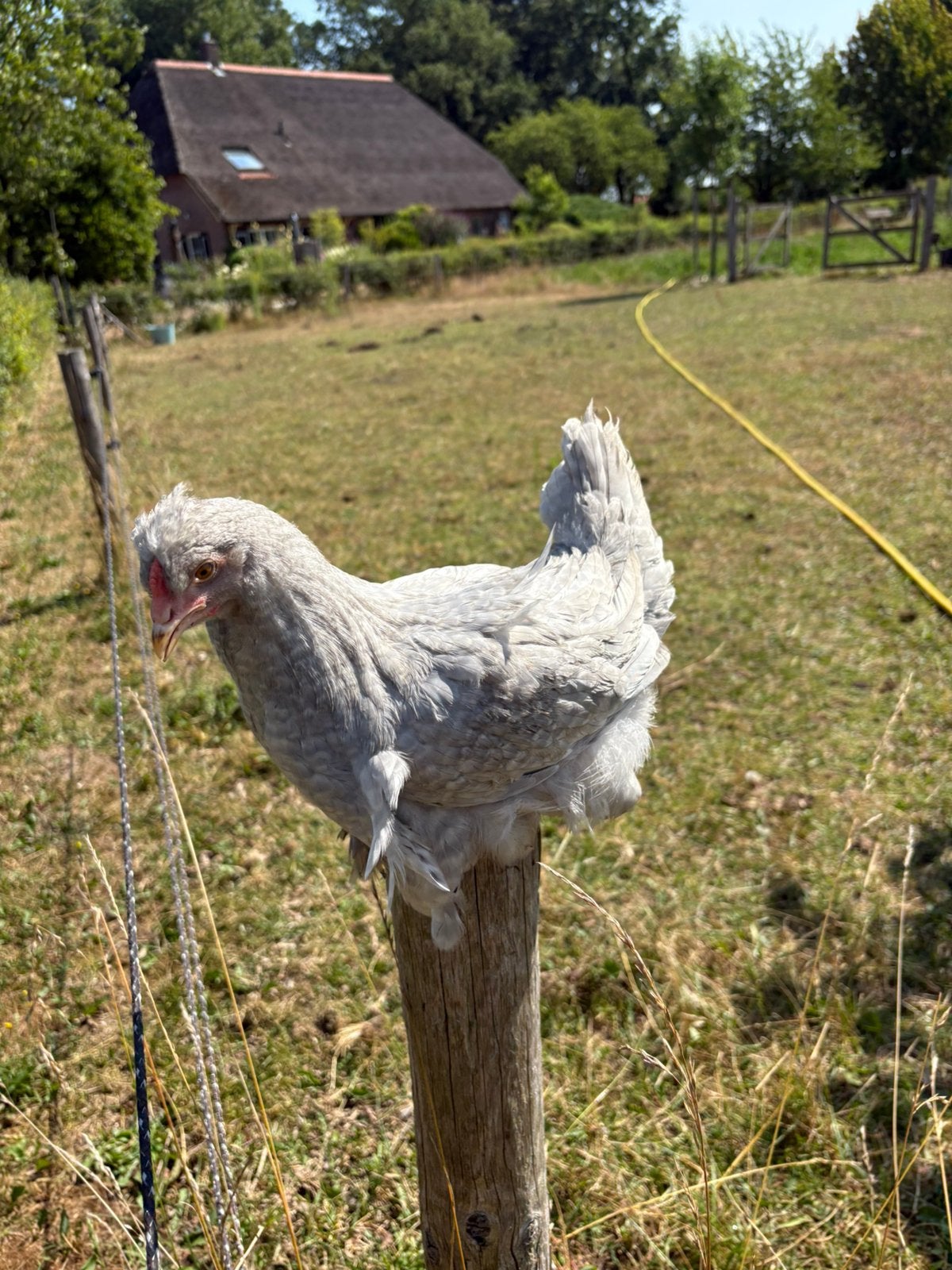 Schijndelaar haantje