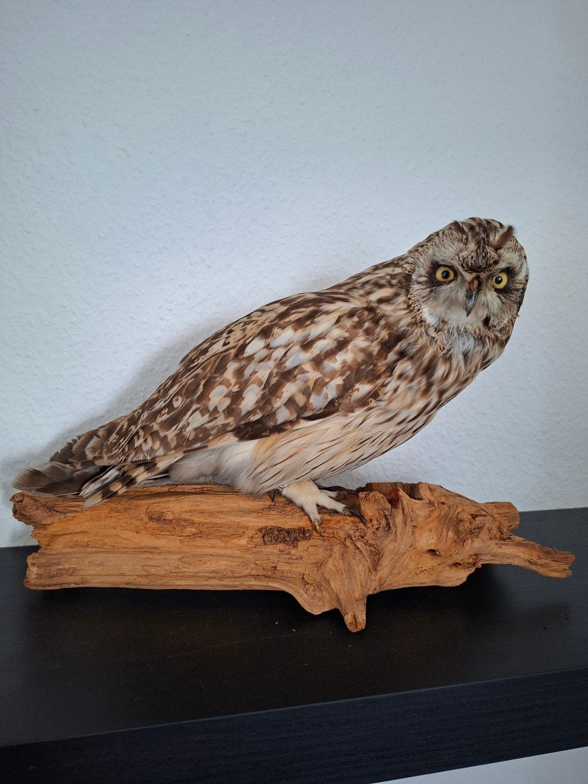 Opgezette velduil uil vogel taxidermie, Ophalen of Verzenden, Vogel, Opgezet dier