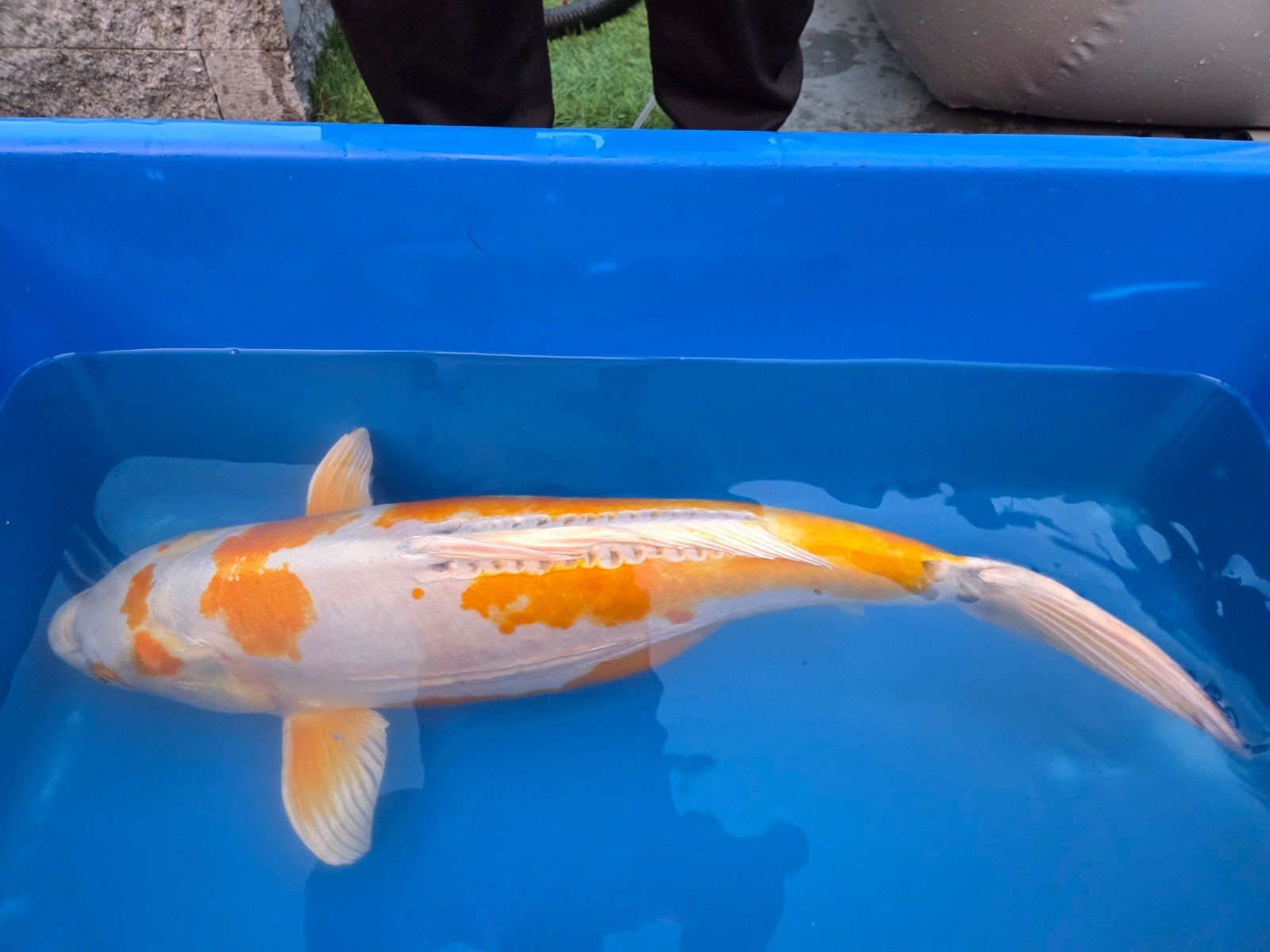 Doitsu Hariwake Koikarper 65cm +-, Karper of Koi