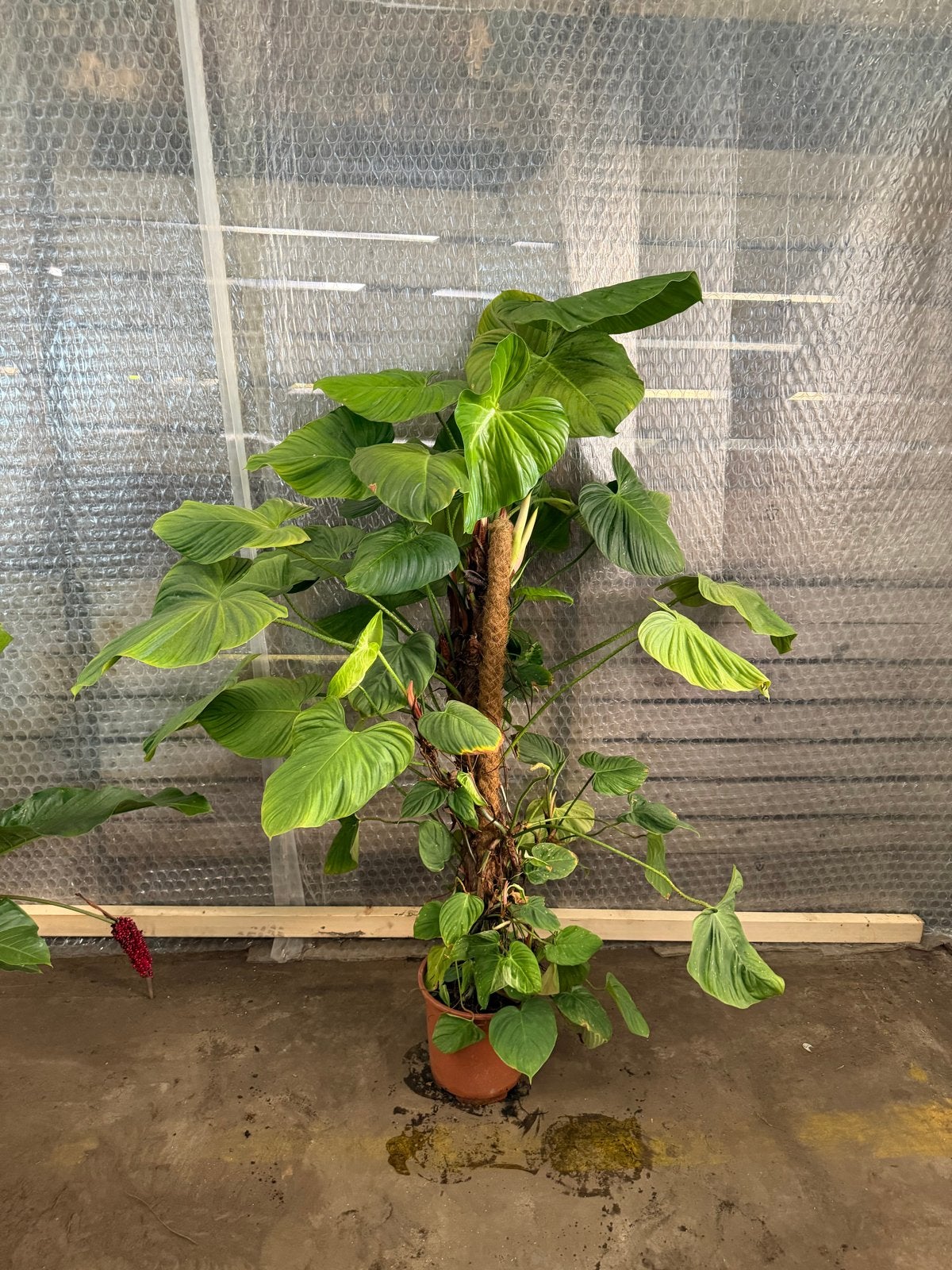 Grote Philodendron McDowell - Prachtige Kamerplant, Ophalen, 100 tot 150 cm, Overige soorten, Halfschaduw