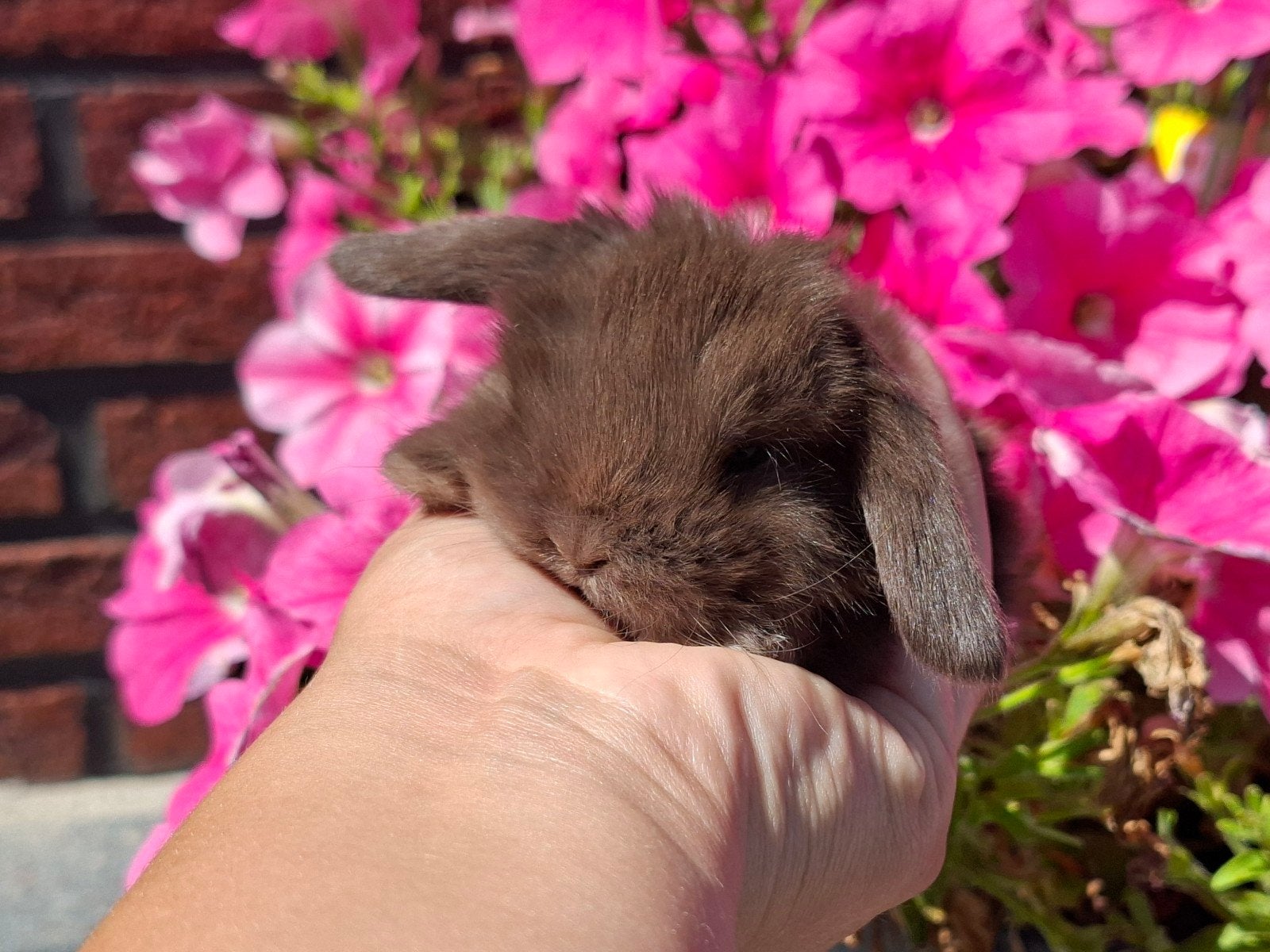 Raszuivere hangoor baby konijntjes!, Dieren en Toebehoren, Konijnen, Meerdere dieren, Dwerg, Hangoor, 0 tot 2 jaar