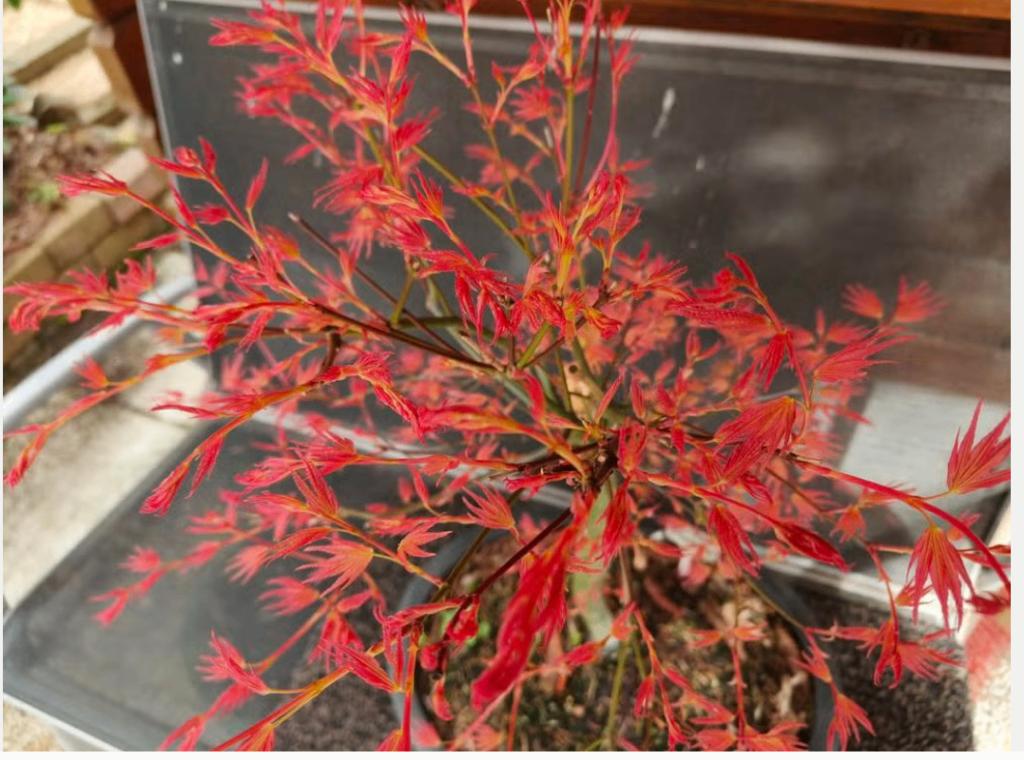 Bonsai Acer palmatum Phoenix, Bloeit niet, Halfschaduw, Overige soorten, Minder dan 100 cm