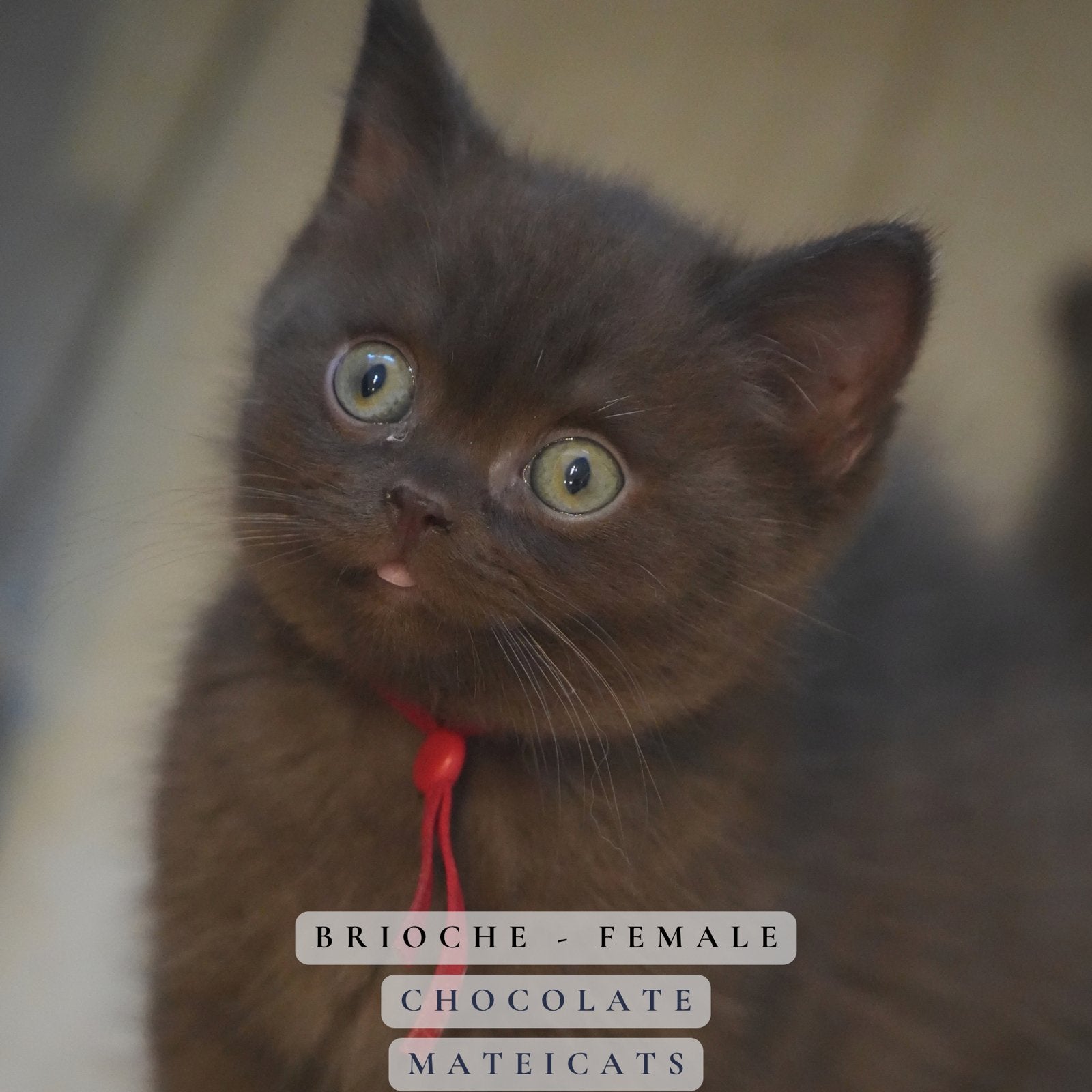 British Shorthair Cinnamon + Chocolate, Meerdere dieren, Met stamboom, 0 tot 2 jaar
