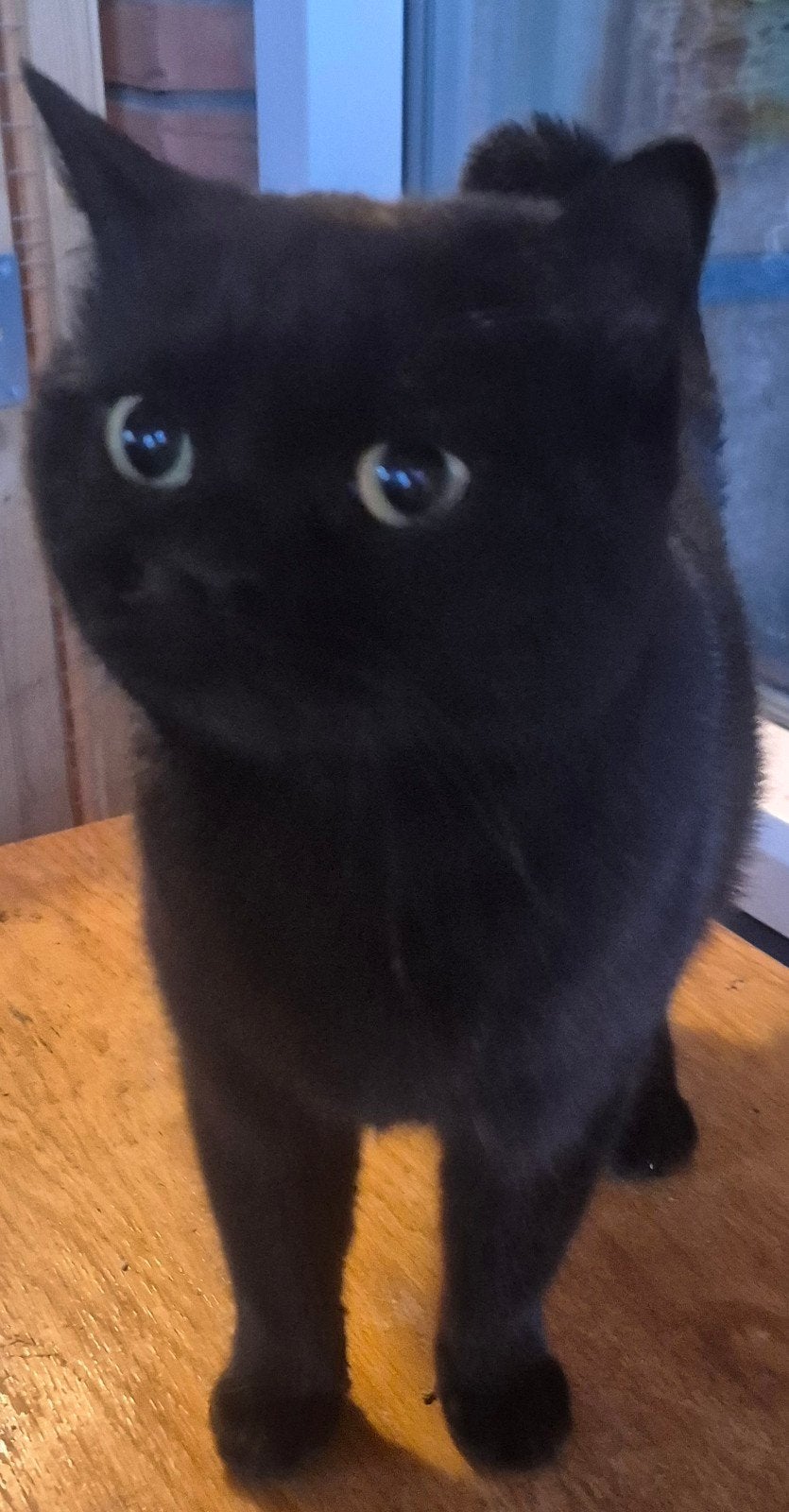 Lieve 3 jarige zwarte britse korthaar poes met stamboom, Poes, Met stamboom, 3 tot 5 jaar
