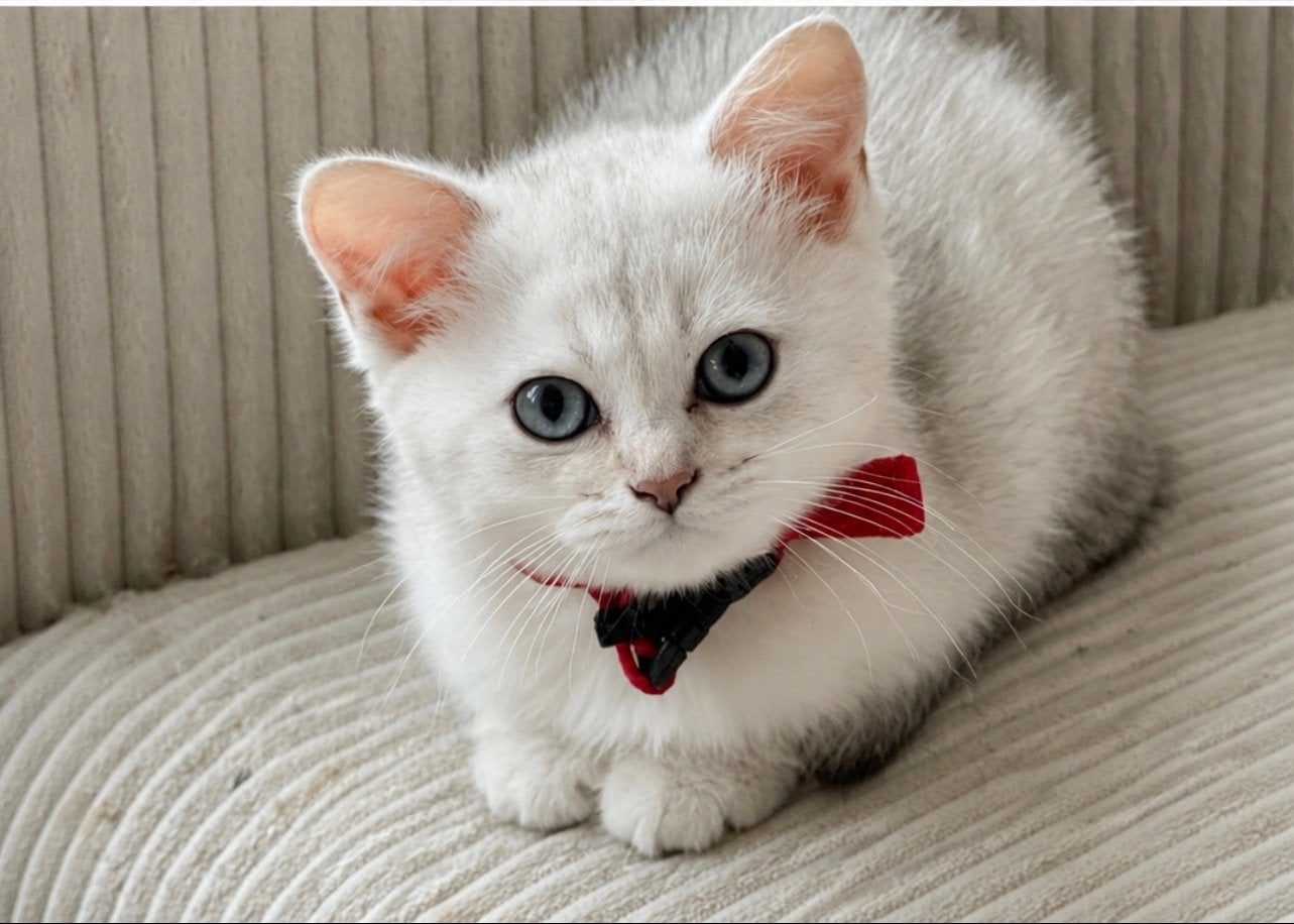 Britse katten, Dieren en Toebehoren, Katten en Kittens | Raskatten | Korthaar, Meerdere dieren