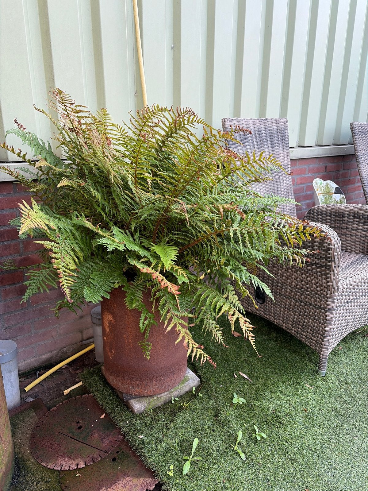Grote varen in roestbruine metalen plantenbak, Ophalen, Gebruikt, Balkon, 40 cm of meer