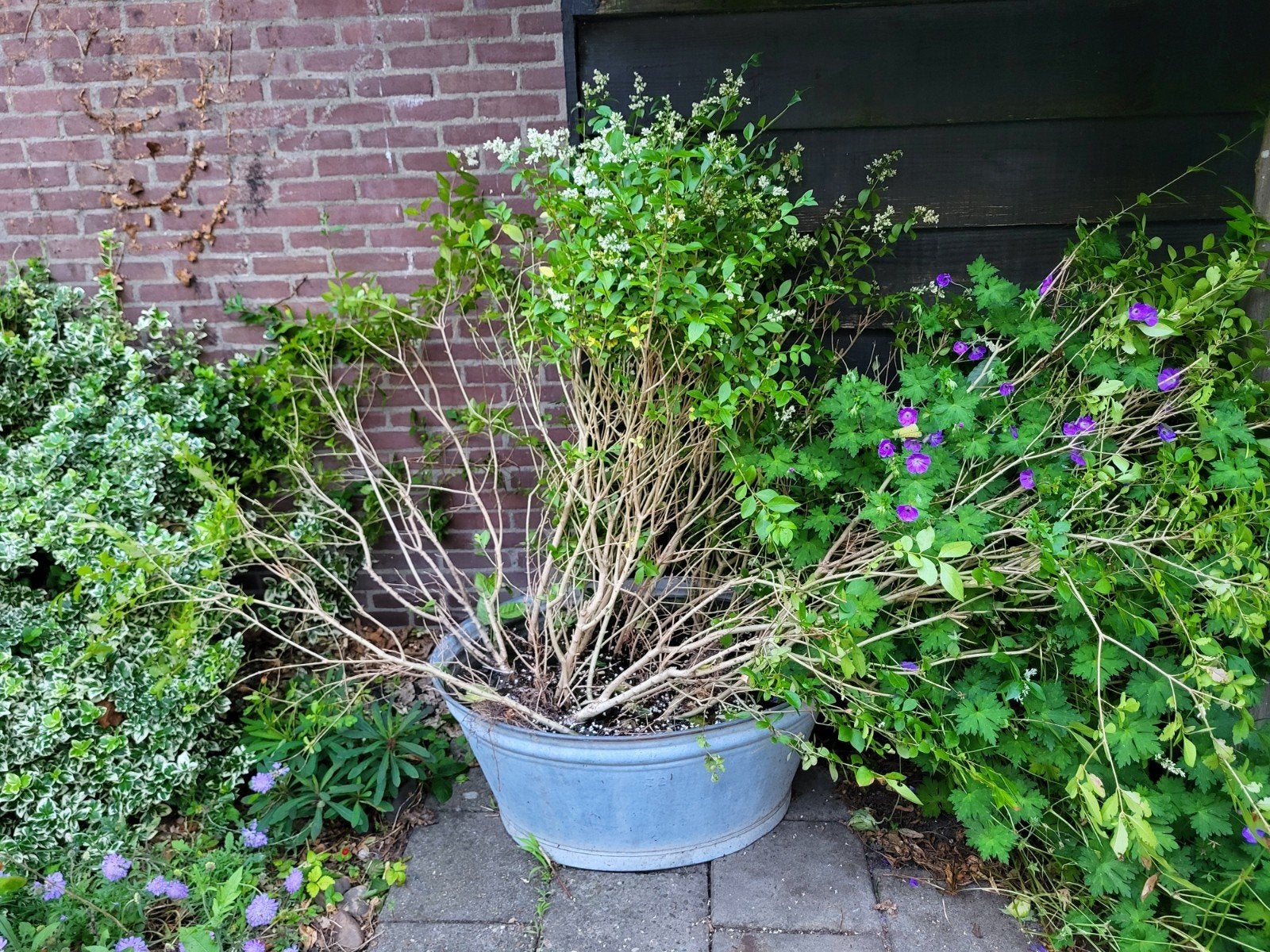 Buxus haagplanten - 10 a 15 stuks - gratis, Ophalen, Buxus, Haag, Minder dan 100 cm