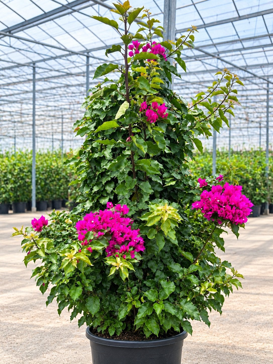 Grote volwassen Bougainvillea – rijkbloeiend – volle grond, Tuin en Terras, Volle zon, Vaste plant, Zomer, Ophalen