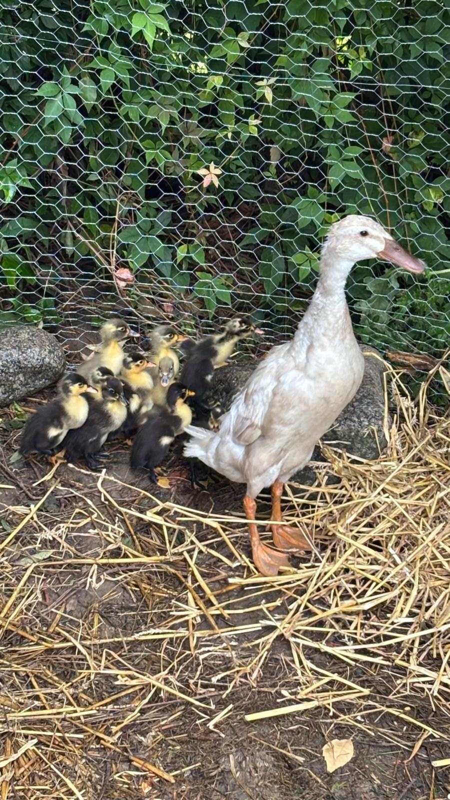 Loopeend kuikens 😍 nog 5 beschikbaar, Dieren en Toebehoren, Meerdere dieren, Eend
