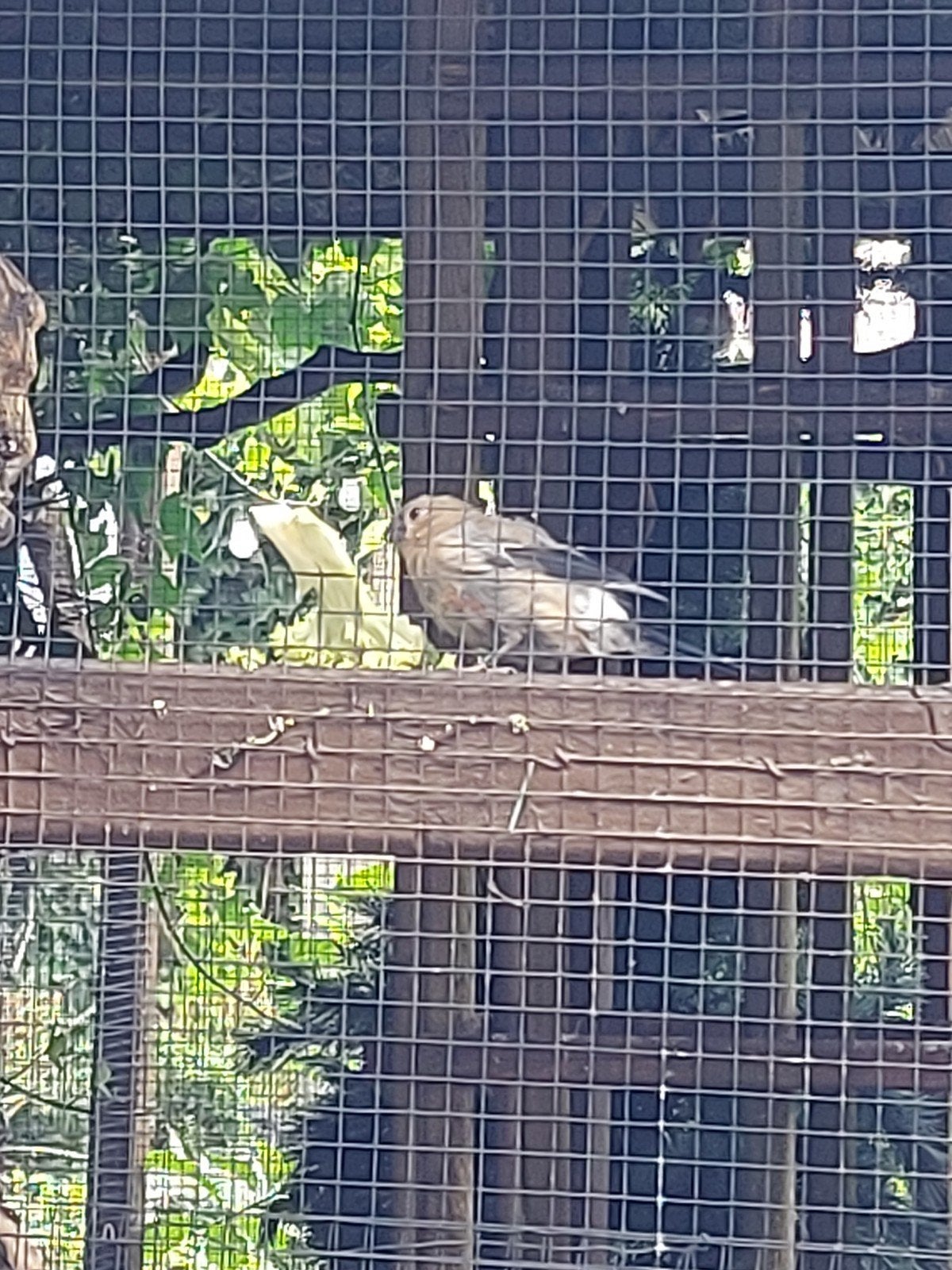 Goudvinken groot., Mannelijk, Wildzangvogel, Geringd