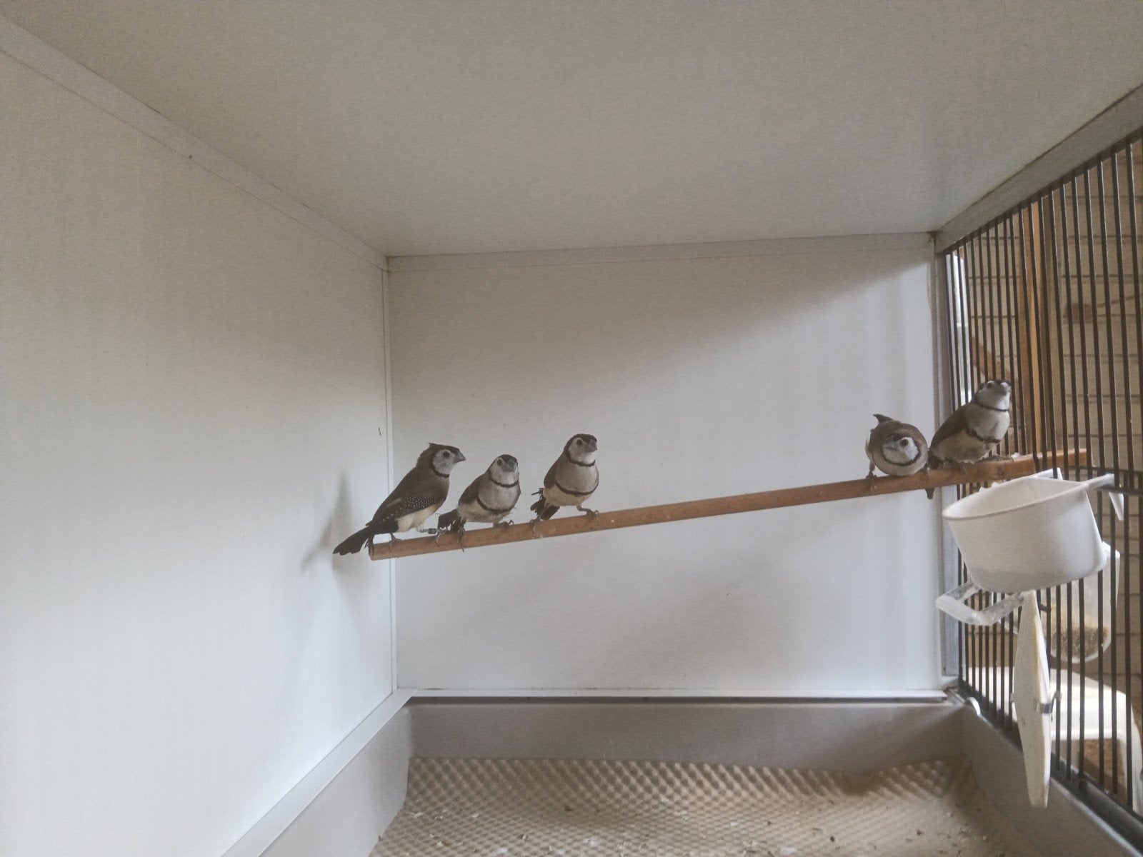 Bichenow Astrild, Dieren en Toebehoren, Geslacht onbekend, Geringd