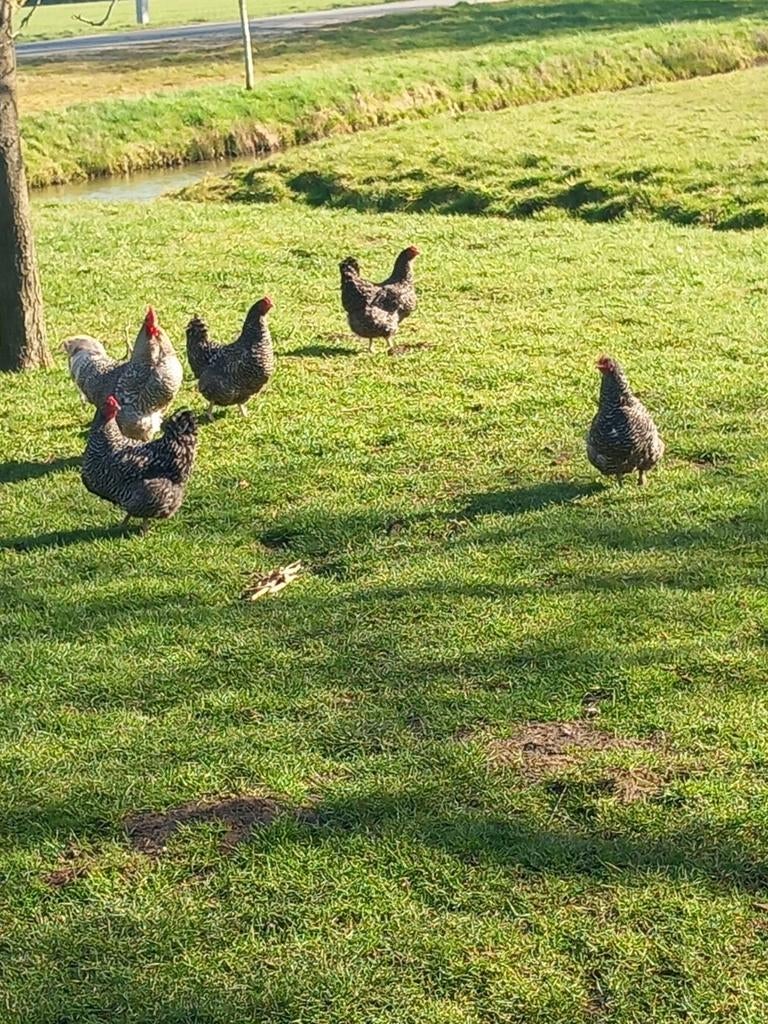 Noord Hollandse blauwe broedeieren, Dieren en Toebehoren, Geslacht onbekend, Kip
