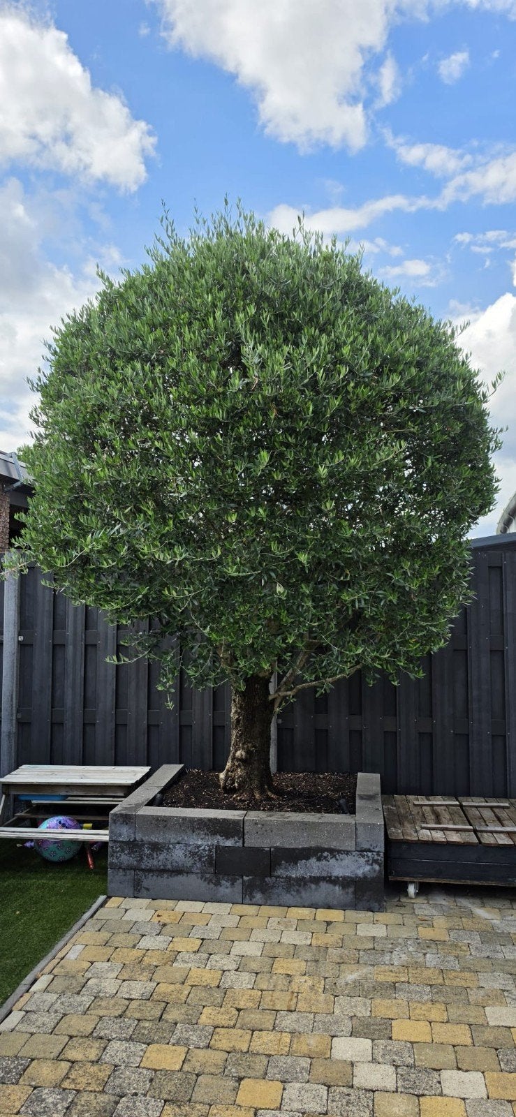 Unieke oude olijfboom – prachtige dikke stam – 2,90 m, Ophalen, Volle zon, Olijfboom, 250 tot 400 cm