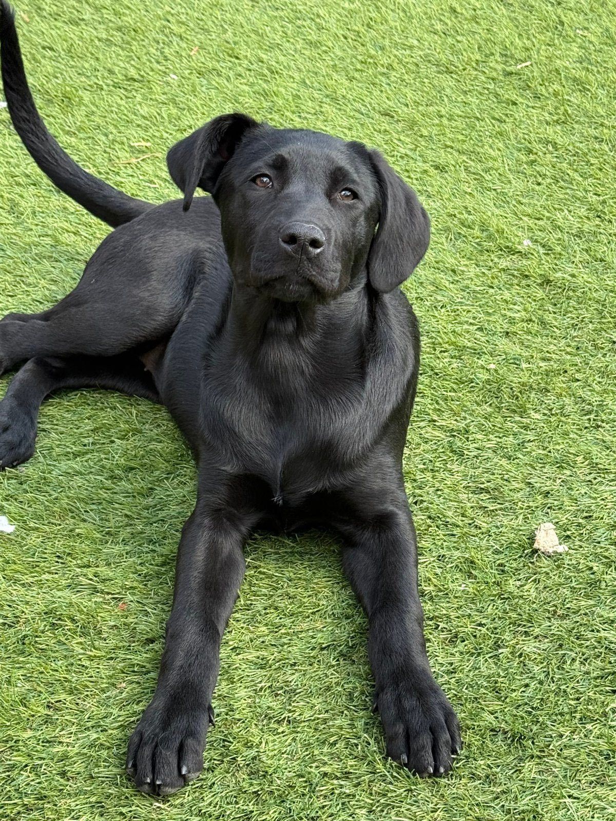 Labrador mix teefje 6 maanden oud, Dieren en Toebehoren, Honden | Niet-rashonden, 15 weken tot 1 jaar, Teef, Eén hond, Nederland