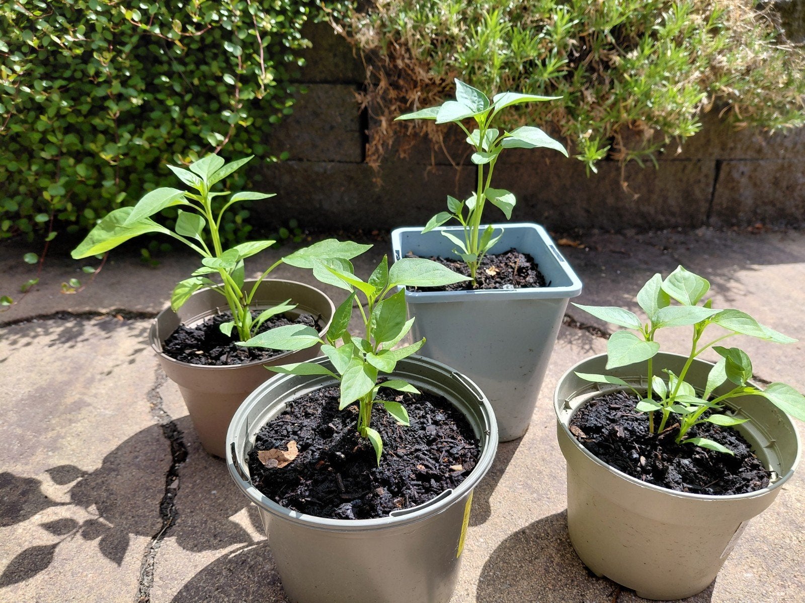 Rode peper plantjes, Tuin en Terras, Ophalen