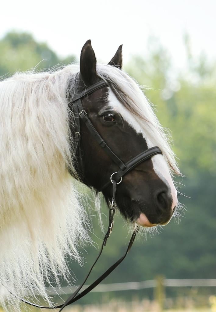 Fotoshoot Walnut bitlooshoofdstel zwart cob, Ophalen of Verzenden, Zo goed als nieuw, Dressuur