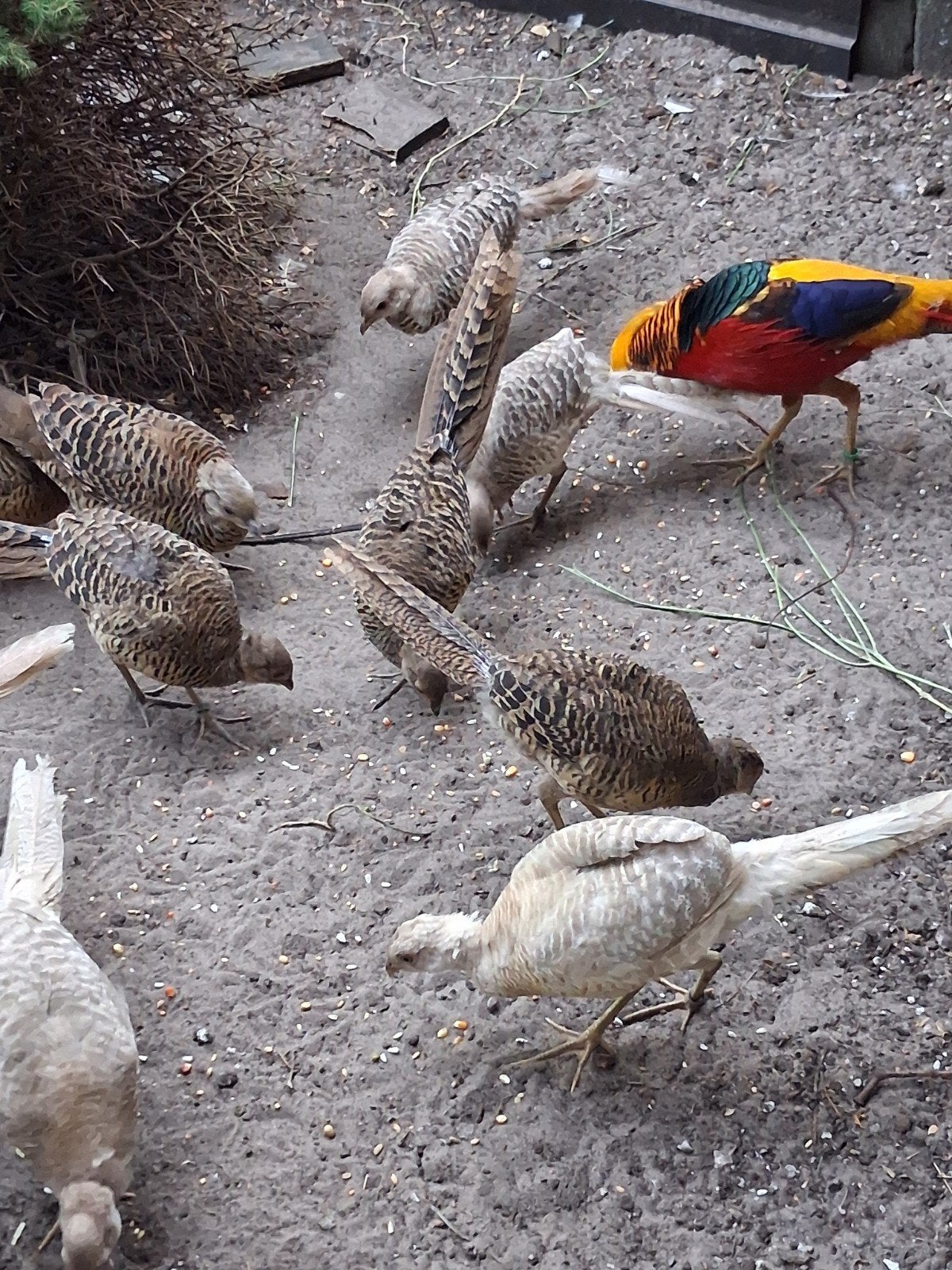 Rode en Gele Goudfazanten, Dieren en Toebehoren, Pluimvee, Meerdere dieren, Overige soorten