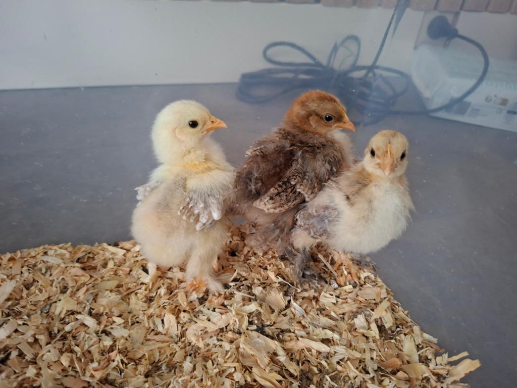 3 Cochin kriel kuikens (hen), Vrouwelijk, Kip