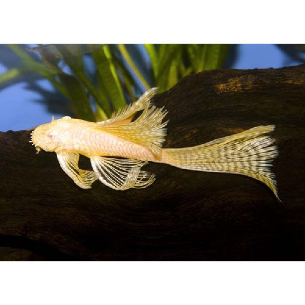 Ancistrus long fin albino, Dieren en Toebehoren, Vissen | Aquariumvissen, Vis