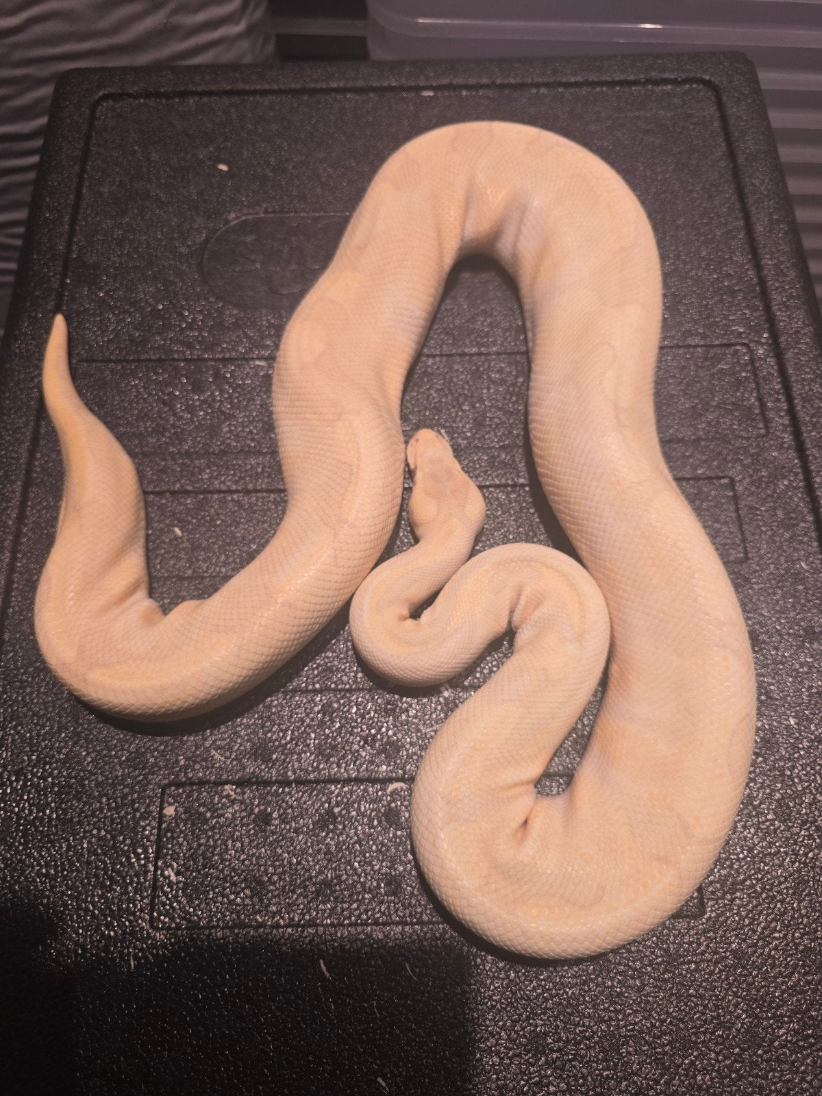 0.1 super enchi candy Ball Python - female for sale from martijn