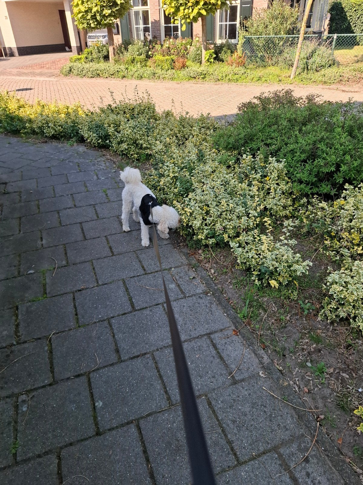 gouden huis gezocht, Reu, 1 tot 2 jaar, Eén hond, Nederland