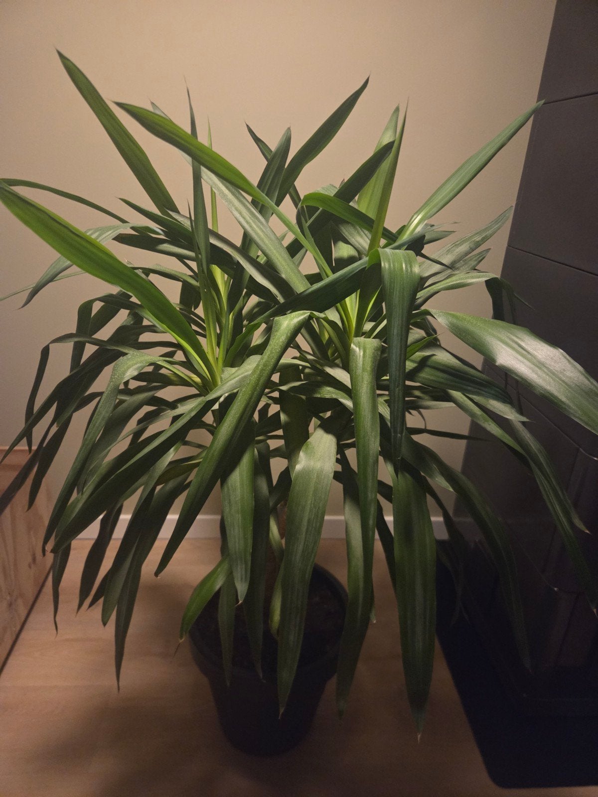 Yucca. gezond in pot, Ophalen, 100 tot 150 cm, Halfschaduw, In pot