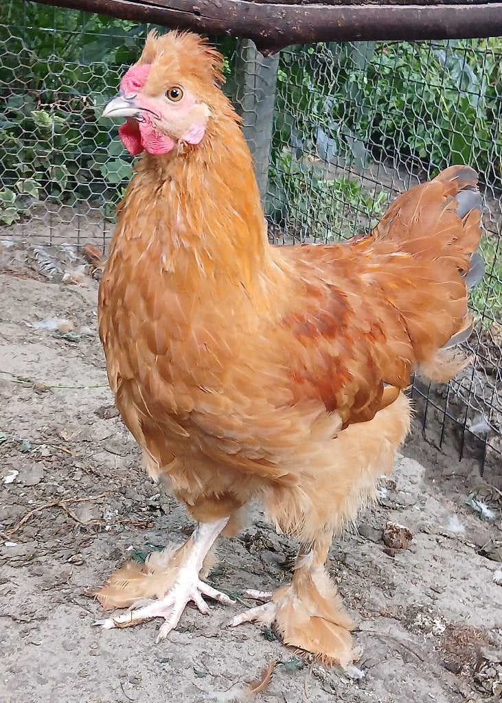 Haan /3 maanden oud - New Hampshire of Araucana X zijdehoen, Dieren en Toebehoren, Pluimvee, Mannelijk, Kip