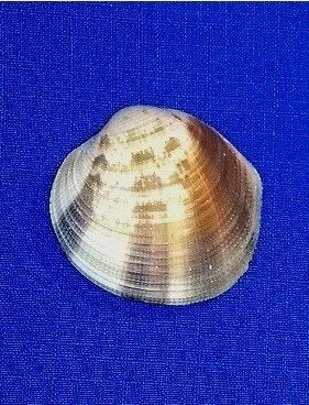 Schelpen, Periglypta puerpera, Ophalen of Verzenden, Schelp(en)